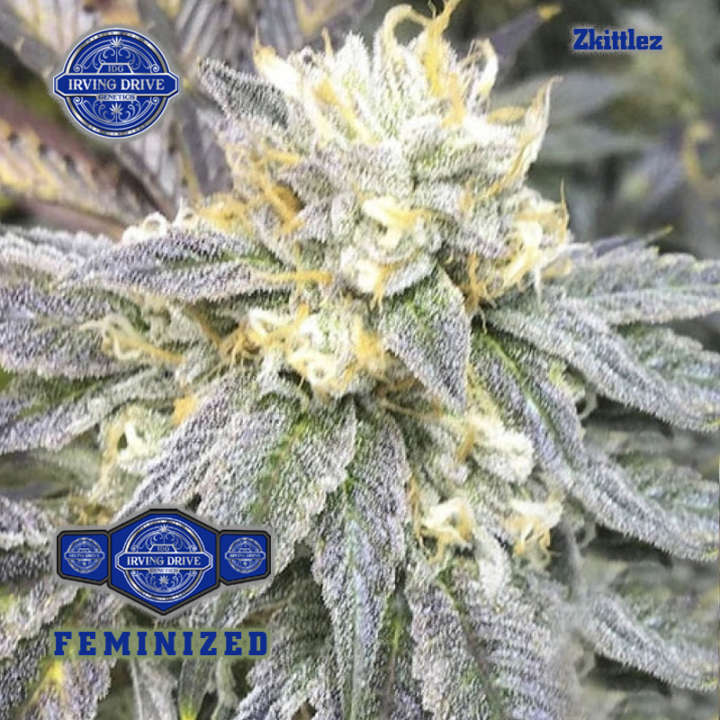 Buy IDGSeeds Zkittlez Glue Strain IDGSeeds Online Store