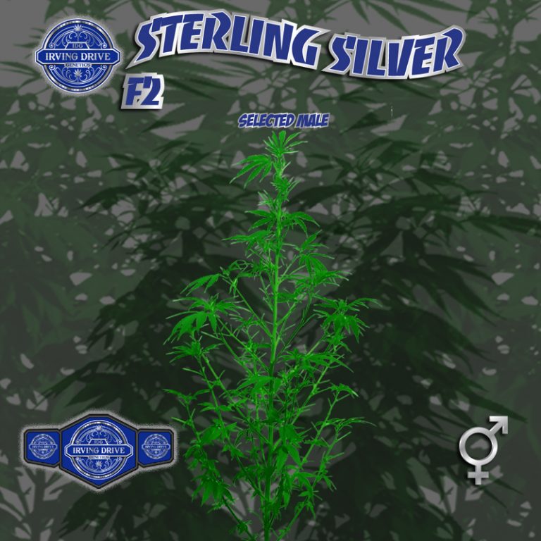 IDGSeeds_Sterling Silver F2 Male