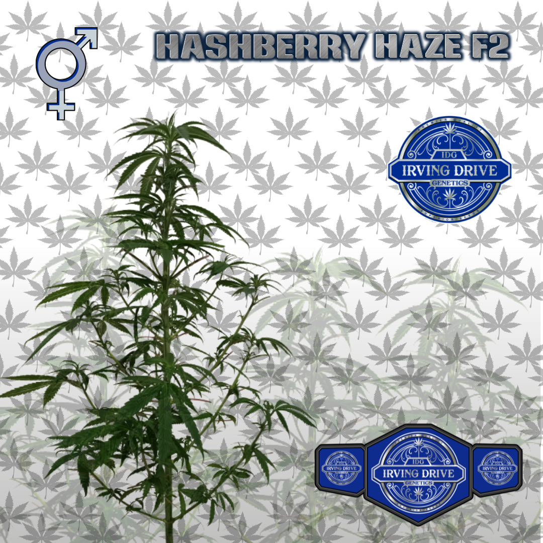 Read more about the article HASHBERRY HAZE F2
